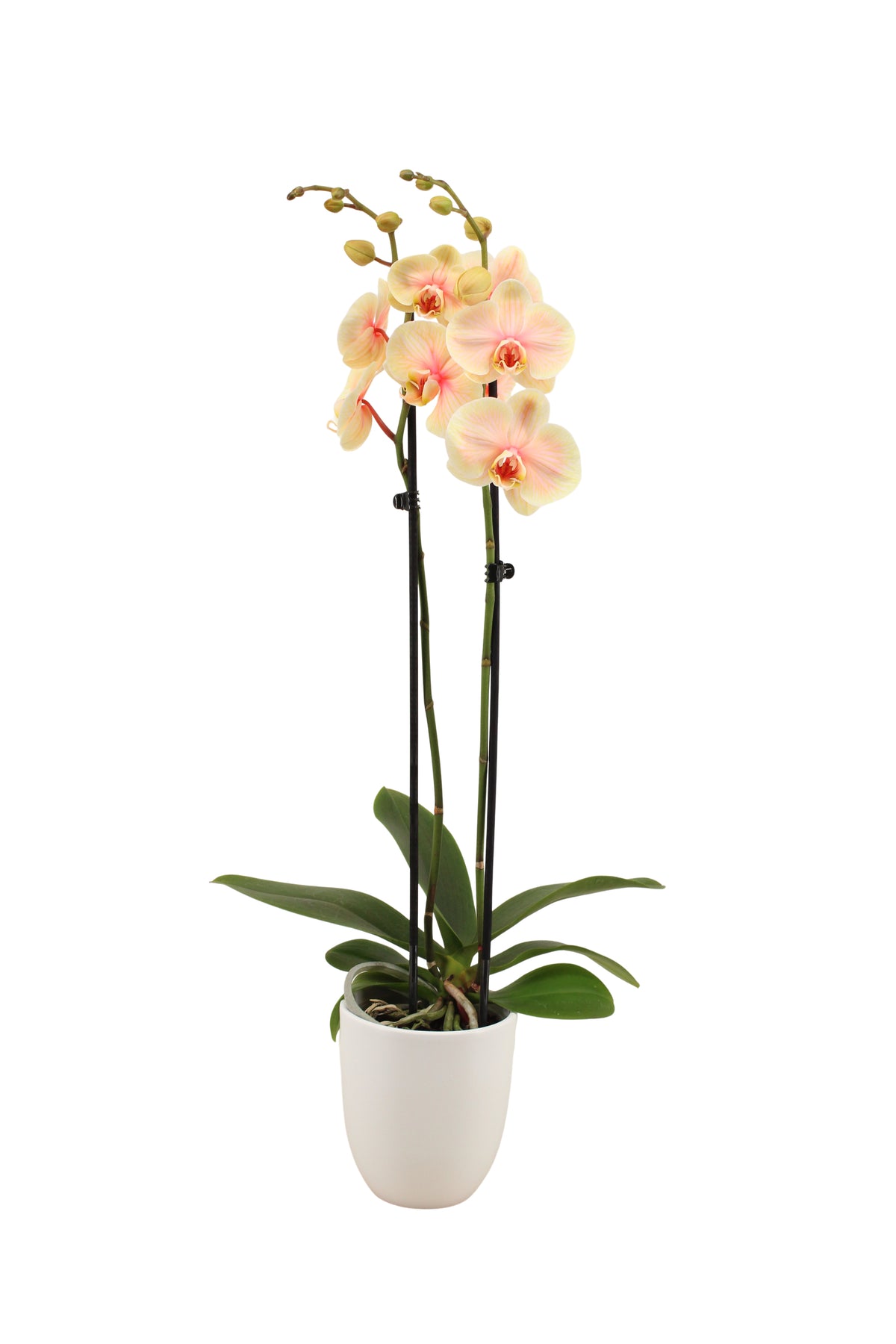 Phalaenopsis Hybrid 55cm 12cm Pot