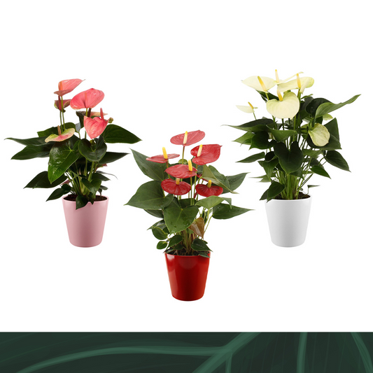 Amazoneplants BV Anthurium mix (+ drp.ceramic) Pack of 6