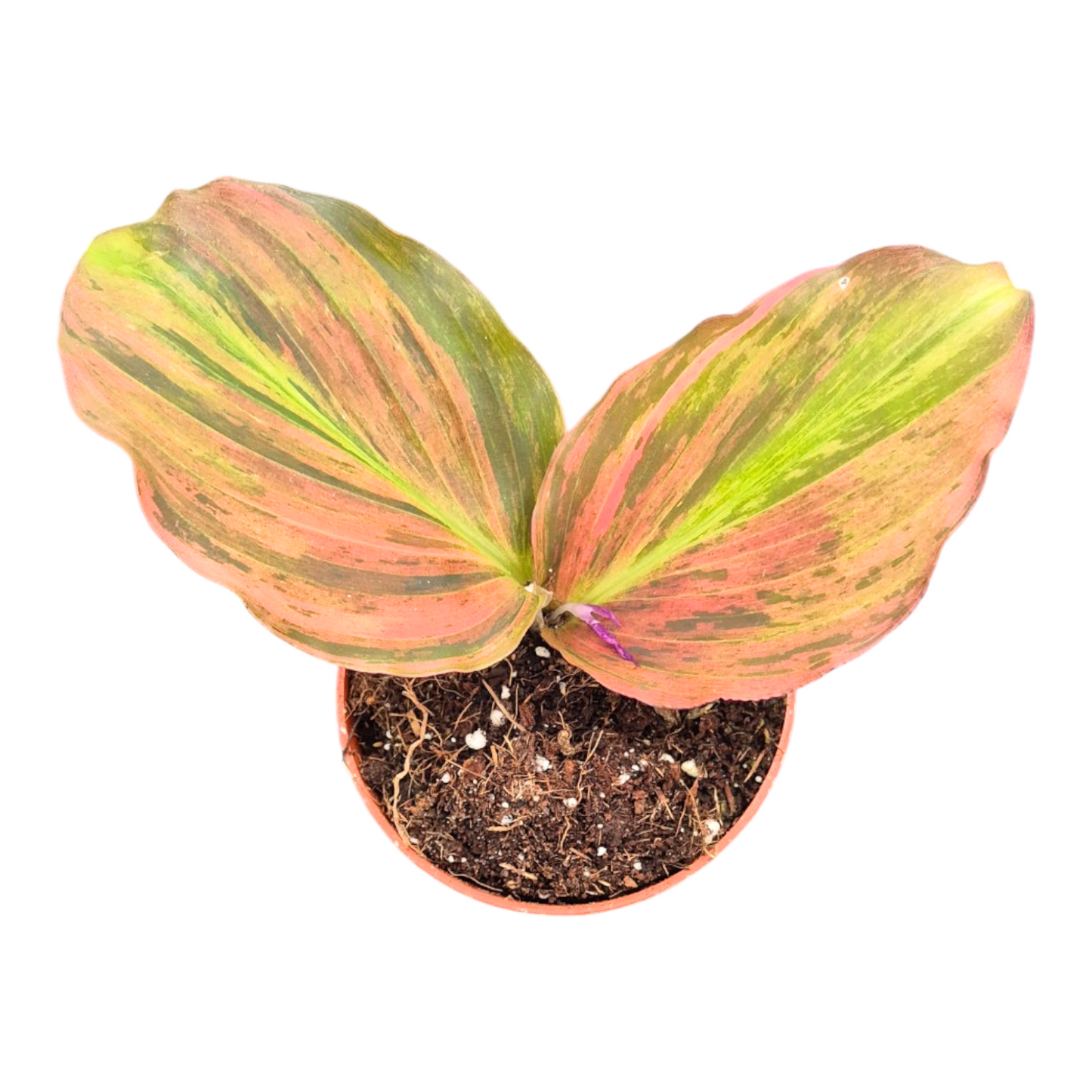 Zingiber officinalis 20cm 9cm Pot