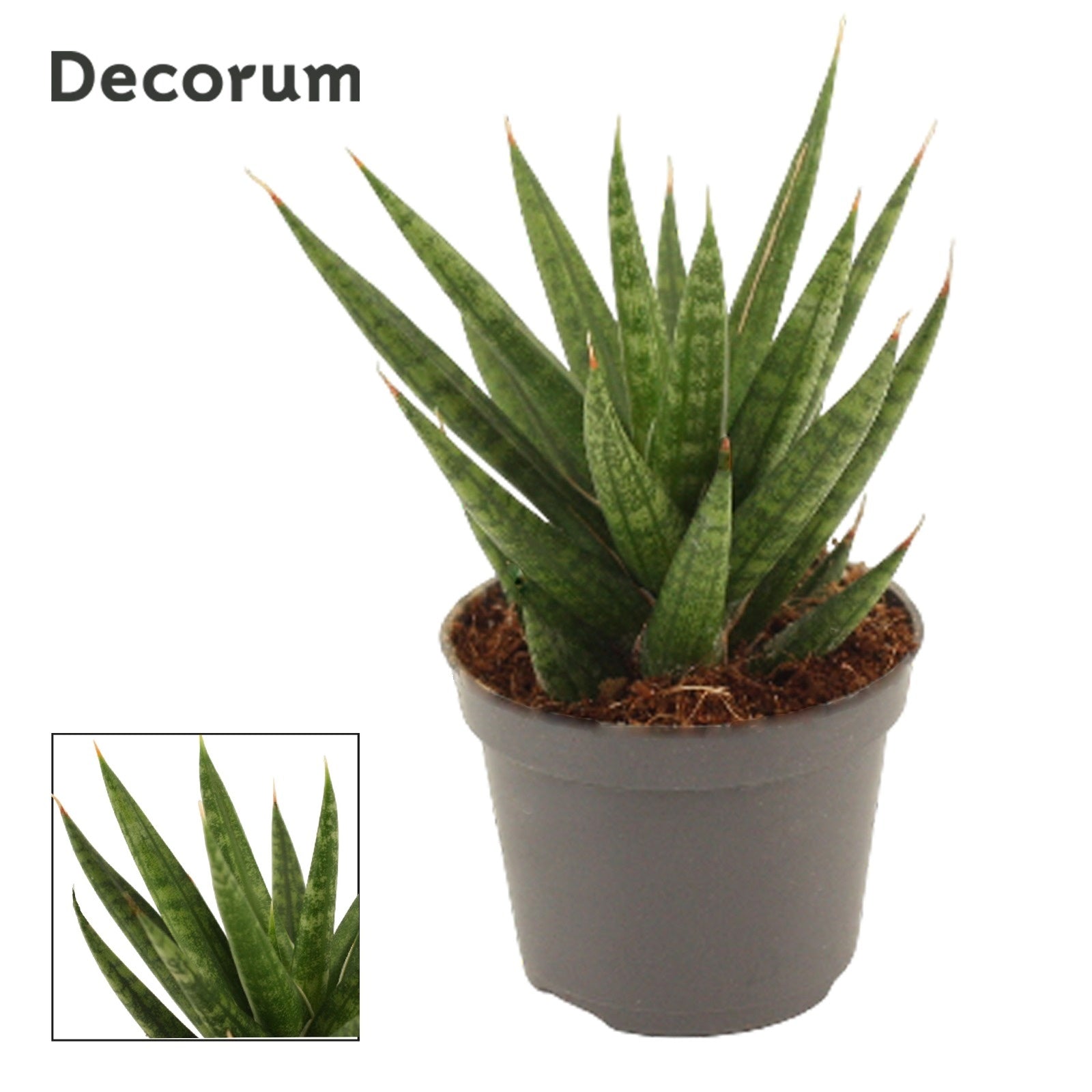 Sansevieria francisii 10cm 6cm Pot