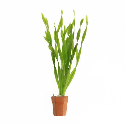 Vallisneria asiatica 5cm 2cm Pot