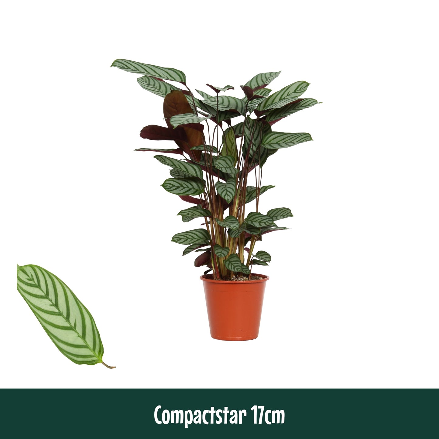 Ctenanthe Compactstar 65cm 17cm Pot