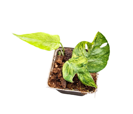 Epipremnum pinnatum Marble Variegated 20cm 9cm Pot