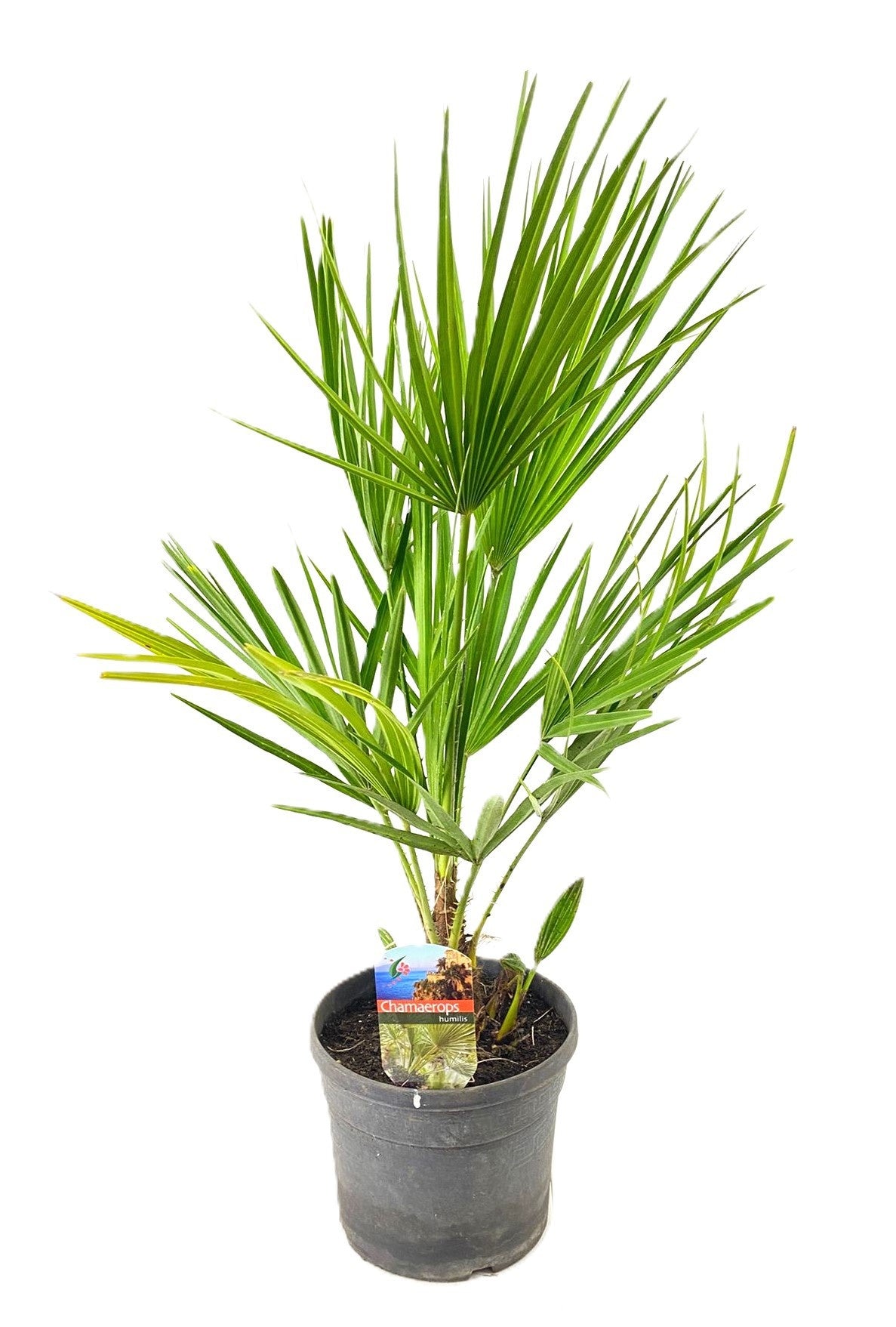 Luiten Kwekerij BV Chamaerops humilis Pack of 4