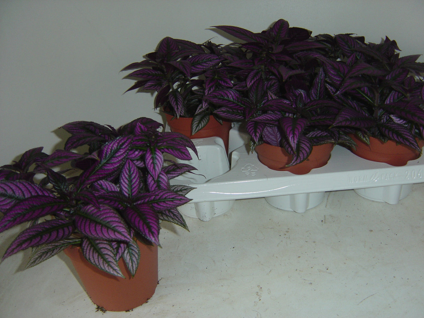 Strobilanthes 20cm 12cm Pot