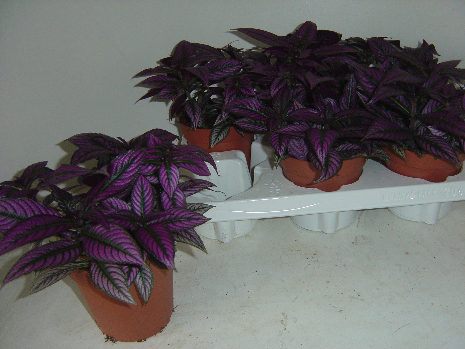 Strobilanthes 20cm 12cm Pot