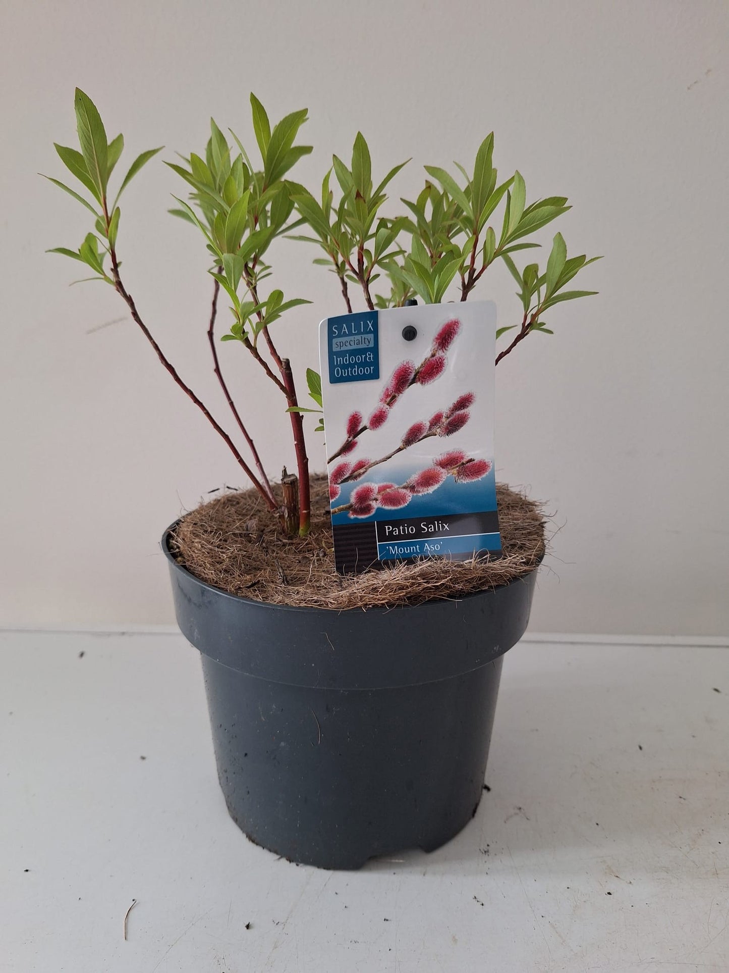 Salix gracilistyla Mount Aso 50cm 17cm Pot