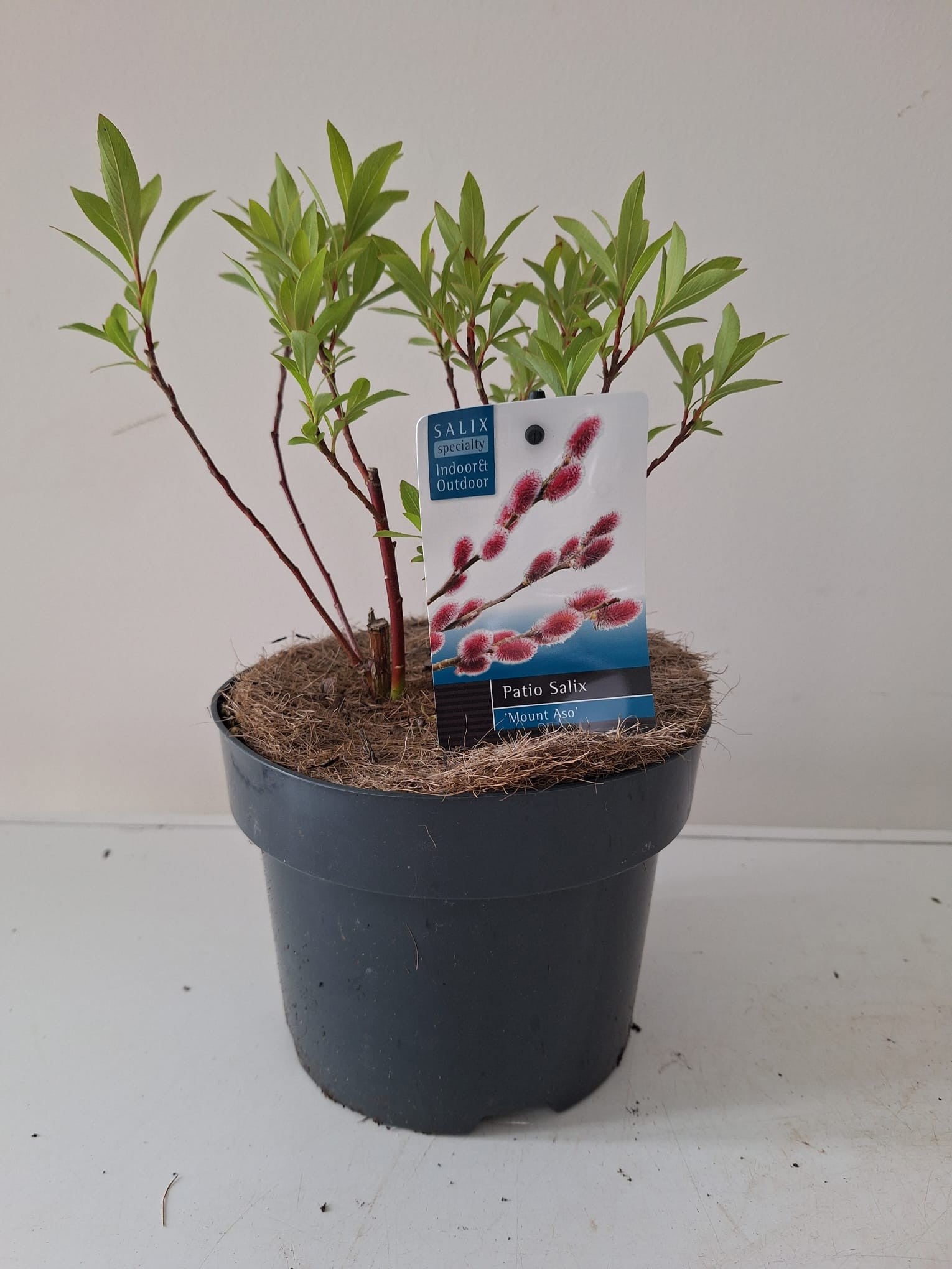 Salix gracilistyla Mount Aso 50cm 17cm Pot