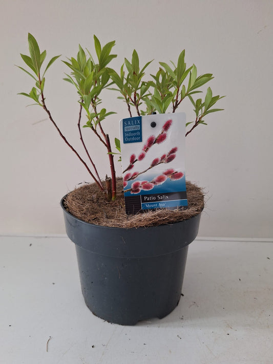 Salix gracilistyla Mount Aso 50cm 17cm Pot