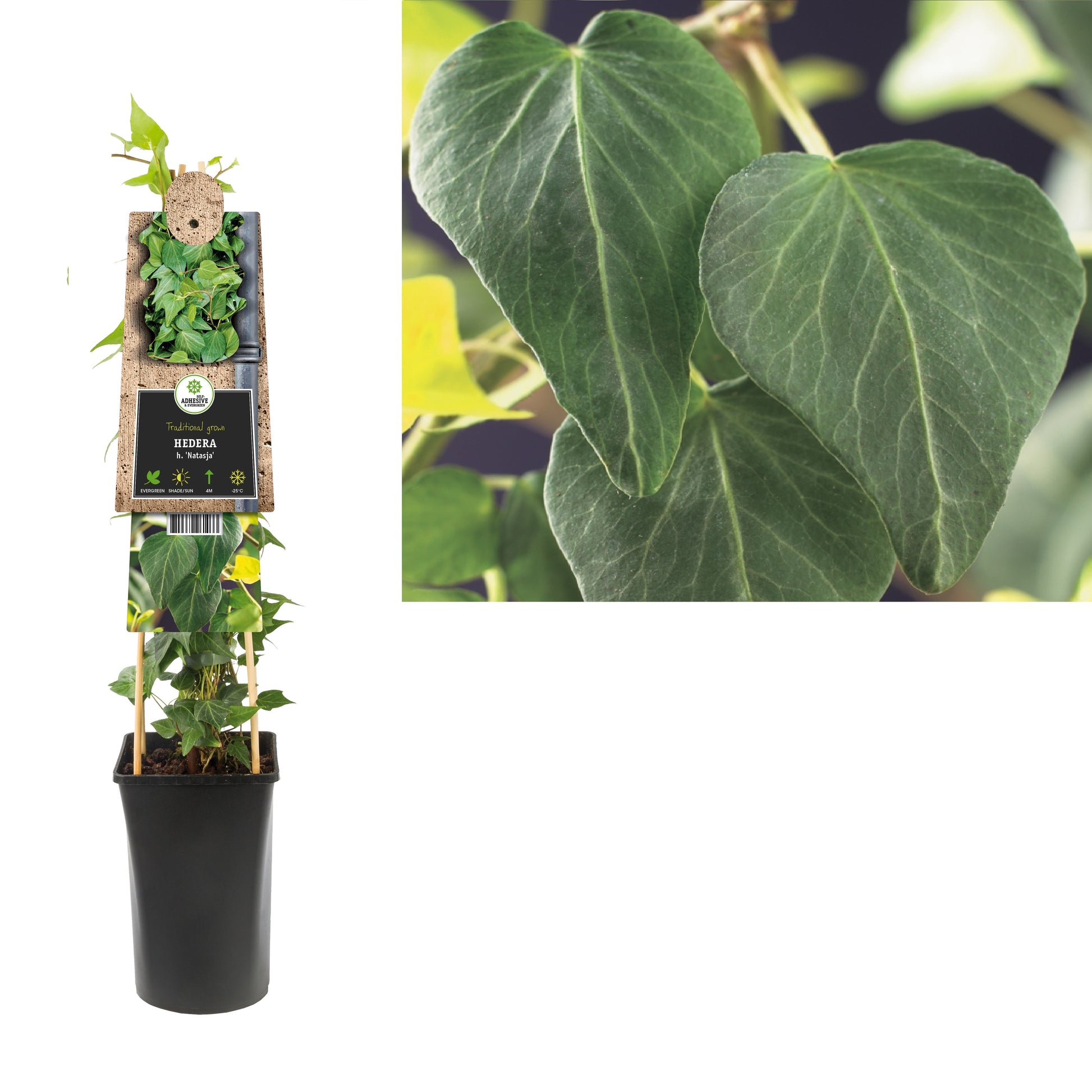 Hedera helix Natasja 17cm Pot