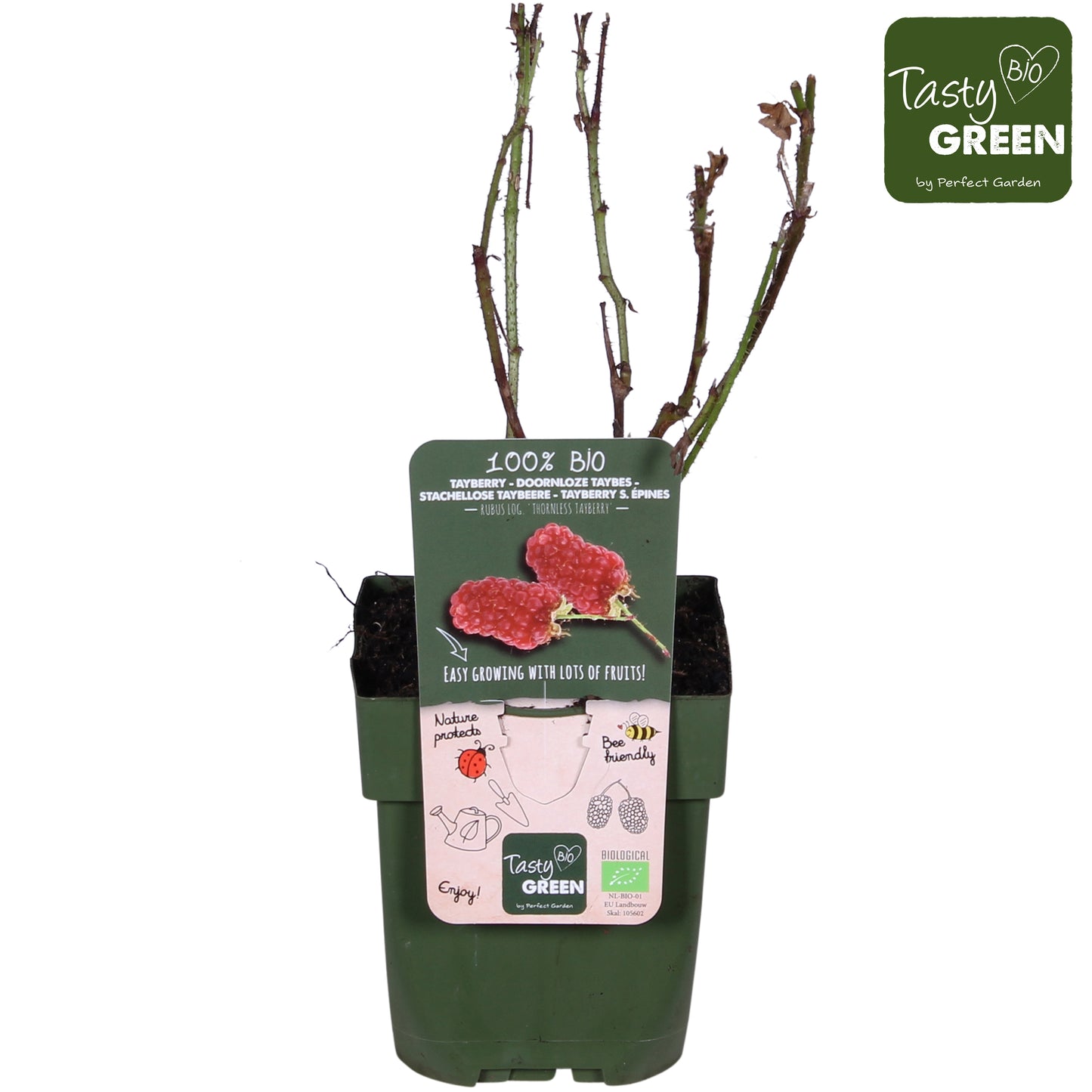 Rubus Tayberry (Raspberry x Blackberry hybrid) 30cm 13cm Pot