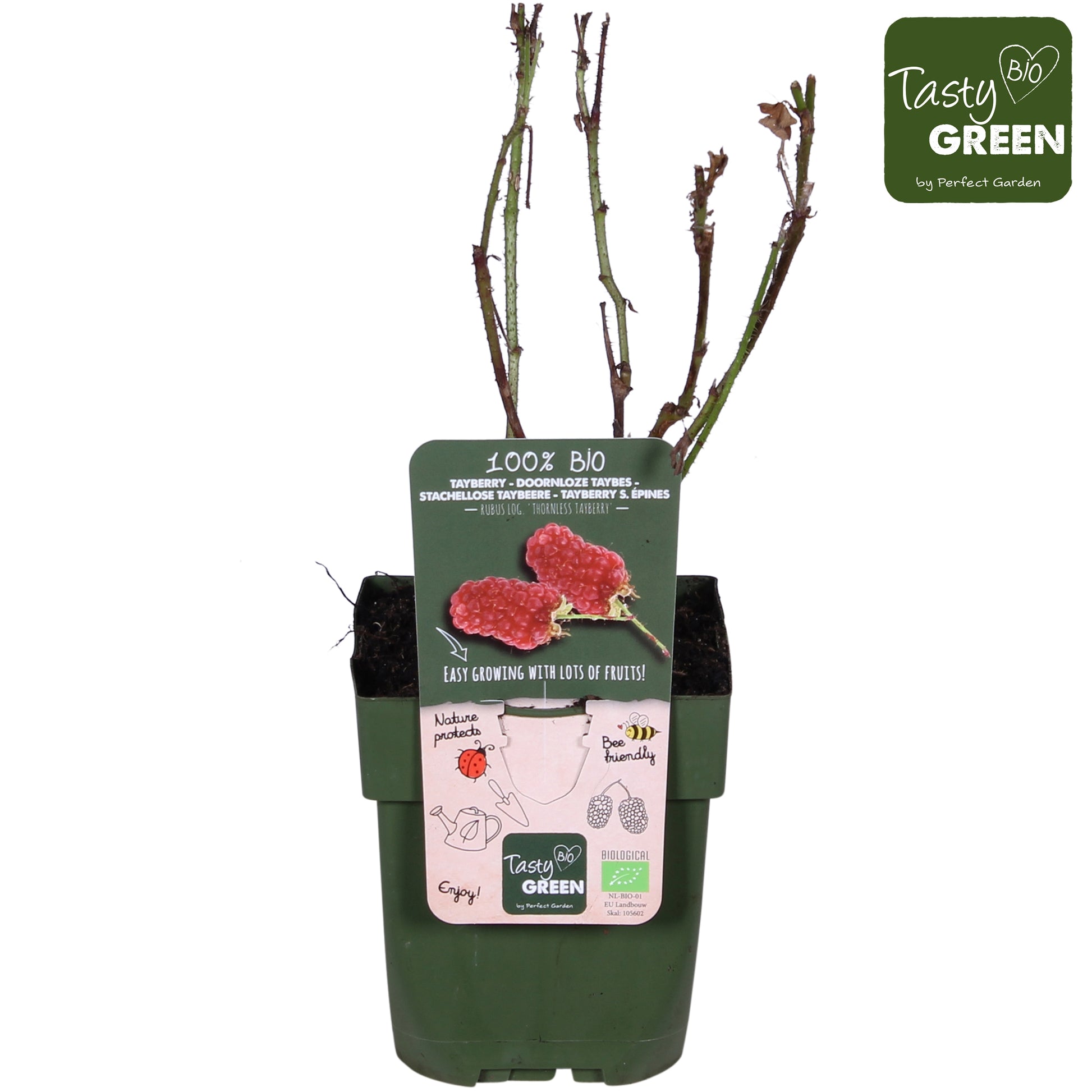 Rubus Tayberry (Raspberry x Blackberry hybrid) 30cm 13cm Pot