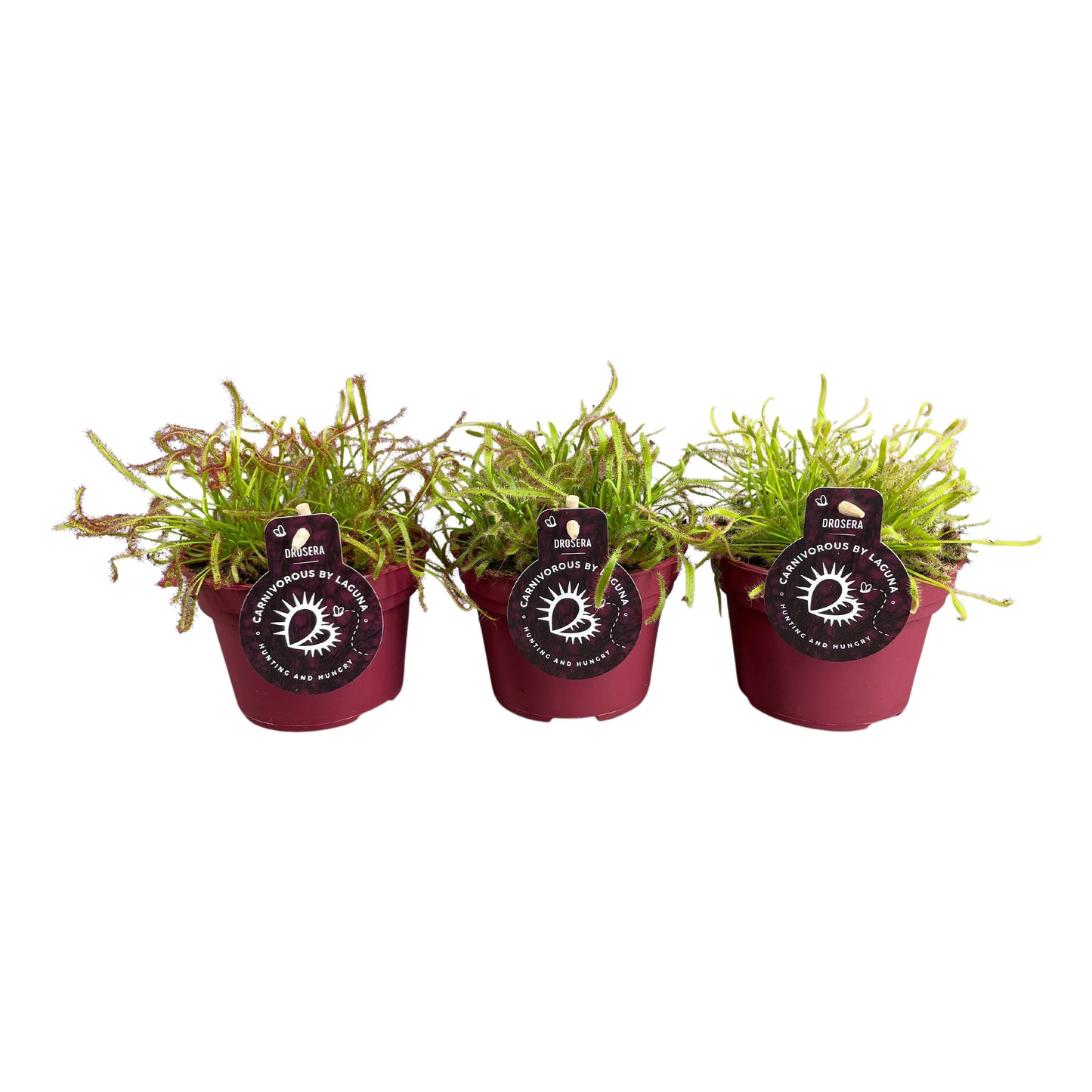 Drosera mix 17cm 12cm Pot