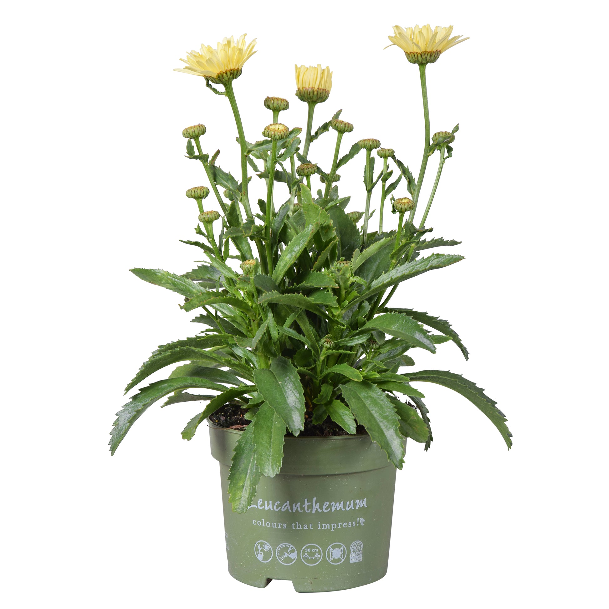 Leucanthemum Banana Cream 35cm 17cm Pot