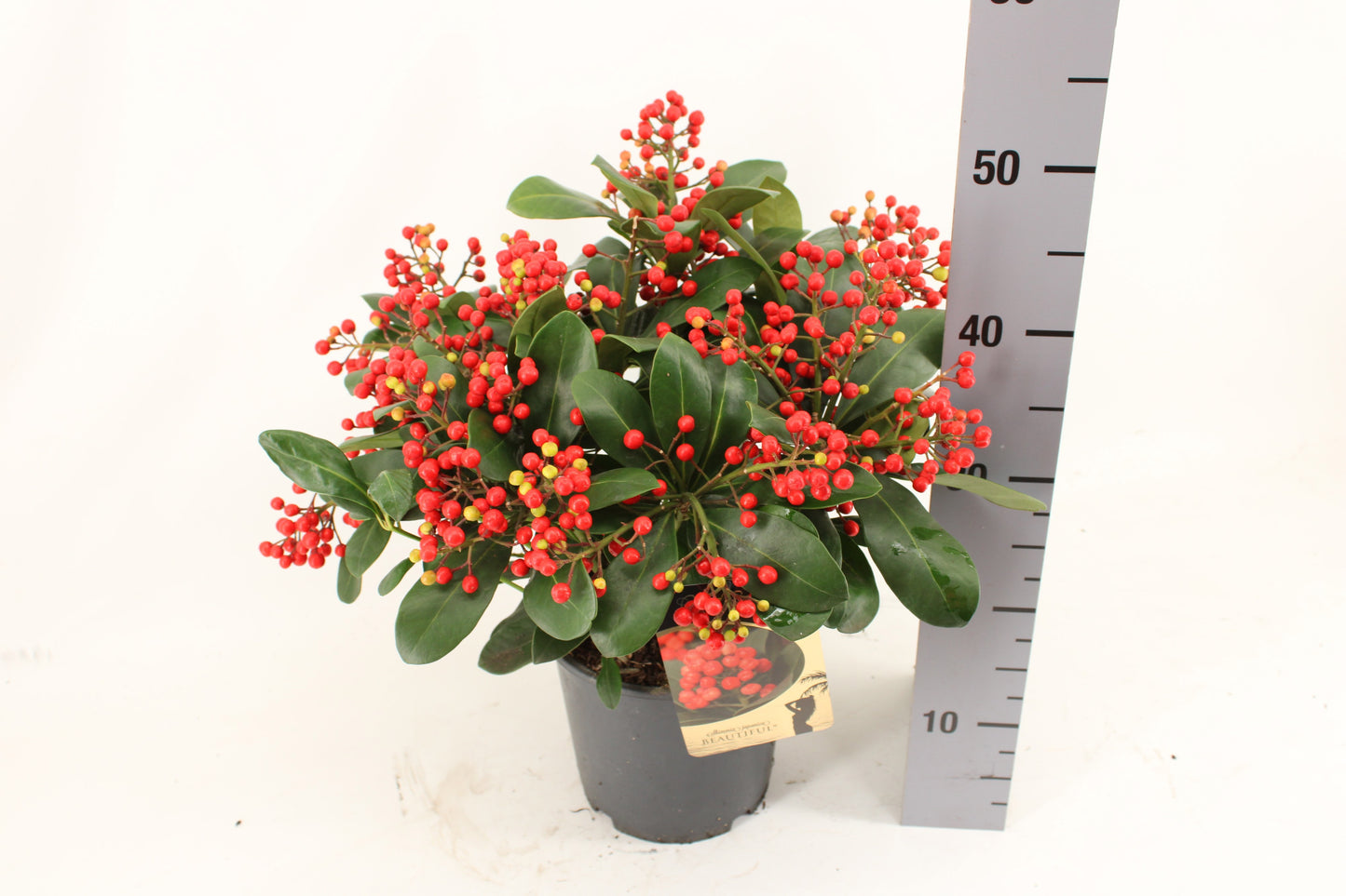 Skimmia japonica Beautiful 45cm 19cm Pot