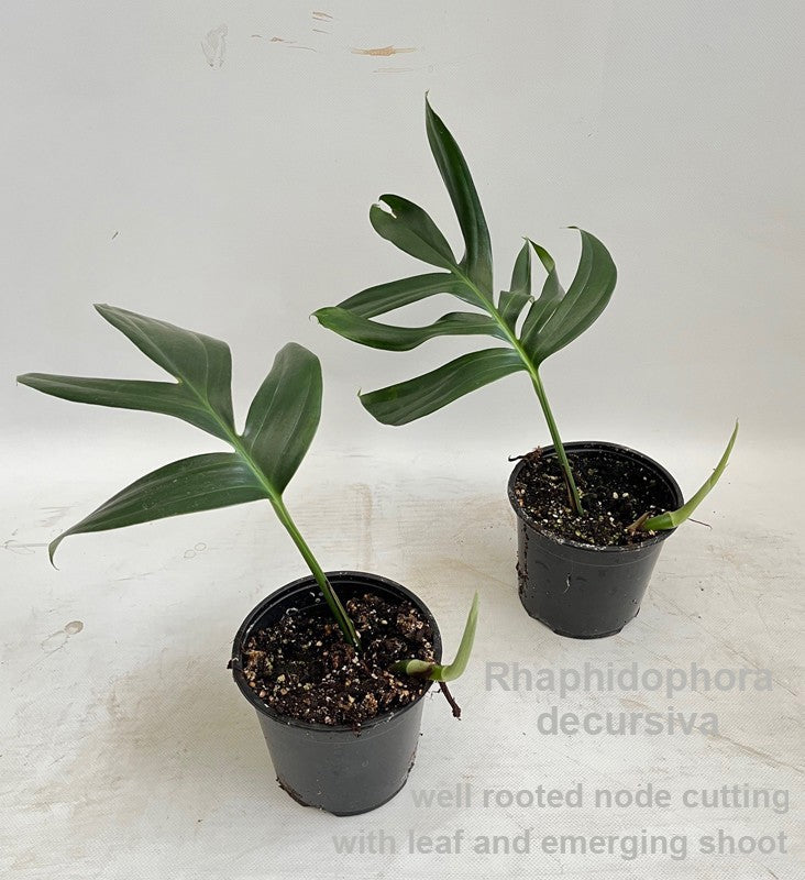 Rhaphidophora pertusa 30cm 14cm Pot