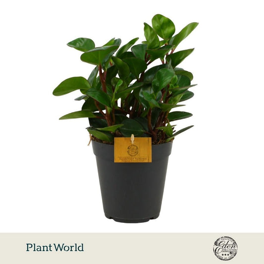 Peperomia obt. Burning Bush 25cm 15cm Pot