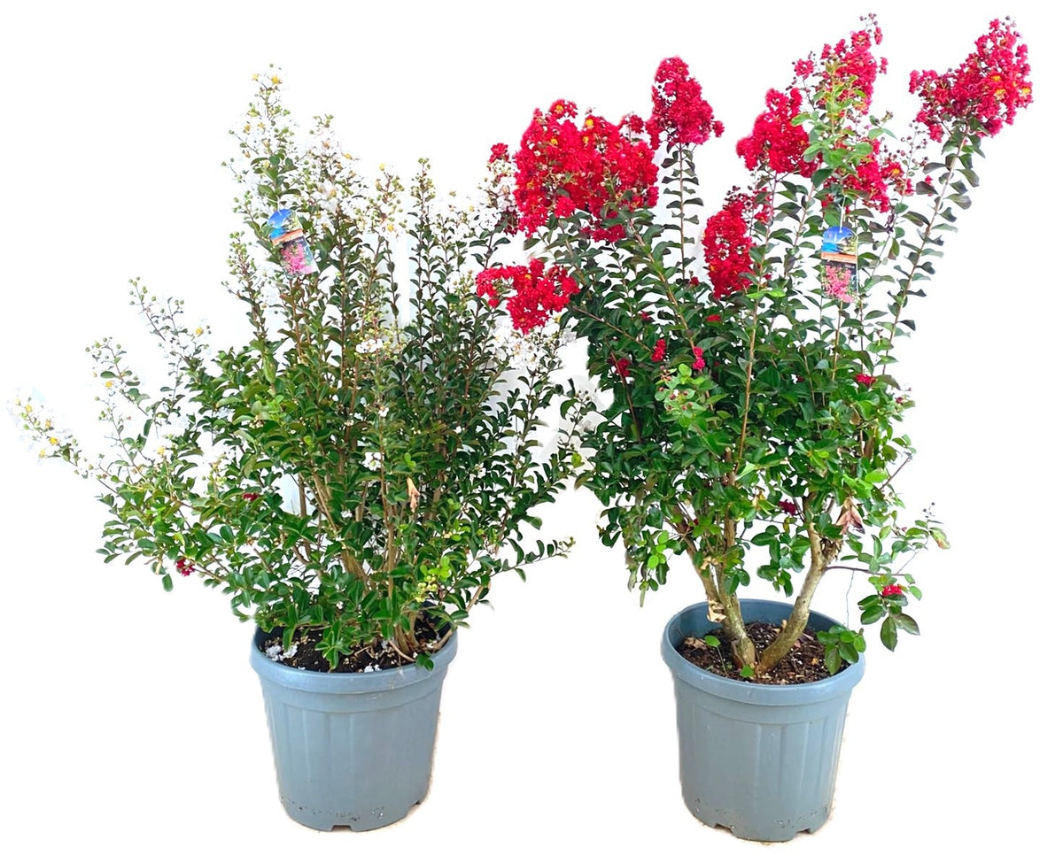 Lagerstroemia indica 150cm 40cm Pot