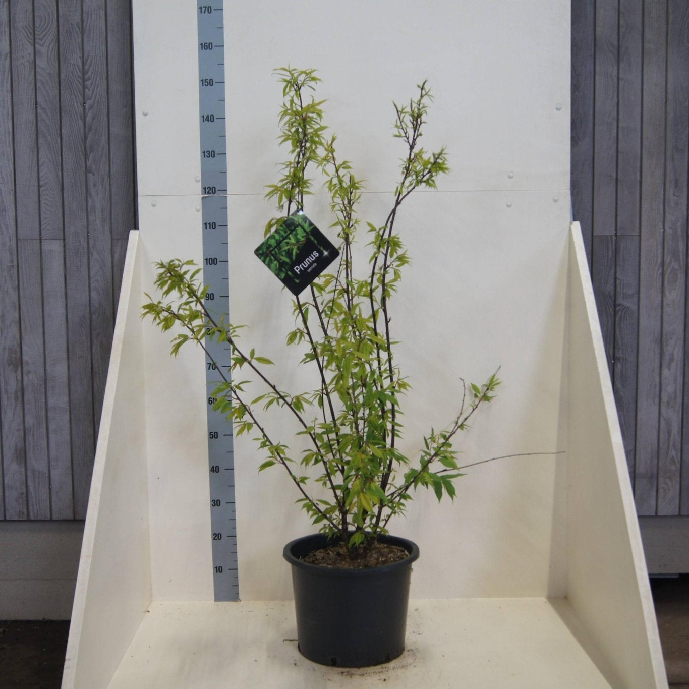 Prunus serrula 125cm 40cm Pot