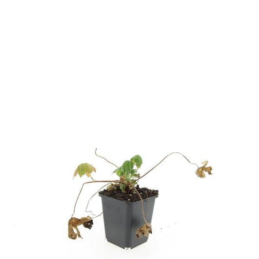 Geranium macr. Spessart 15cm 9cm Pot