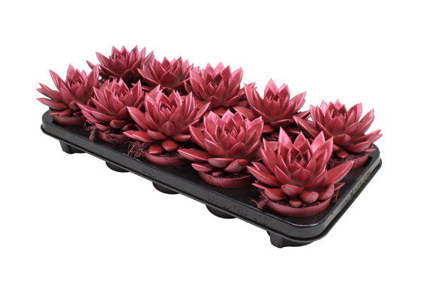 Echeveria colored Metallic red 13cm 510cm Pot