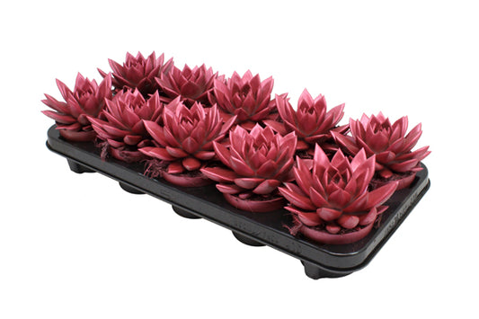 Echeveria colored Metallic red 13cm 510cm Pot