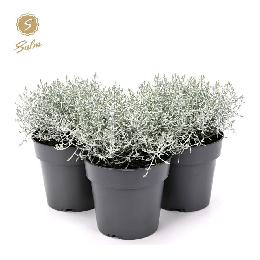 Calocephalus brownii Challenge 30cm 15cm Pot