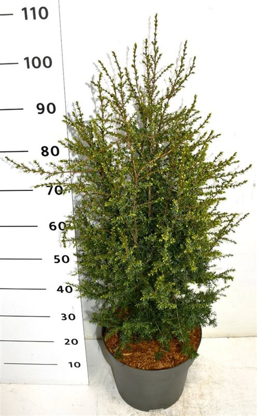 Bloemenkampen BV, Hkw. de Juniperus Suecica Pack of 1