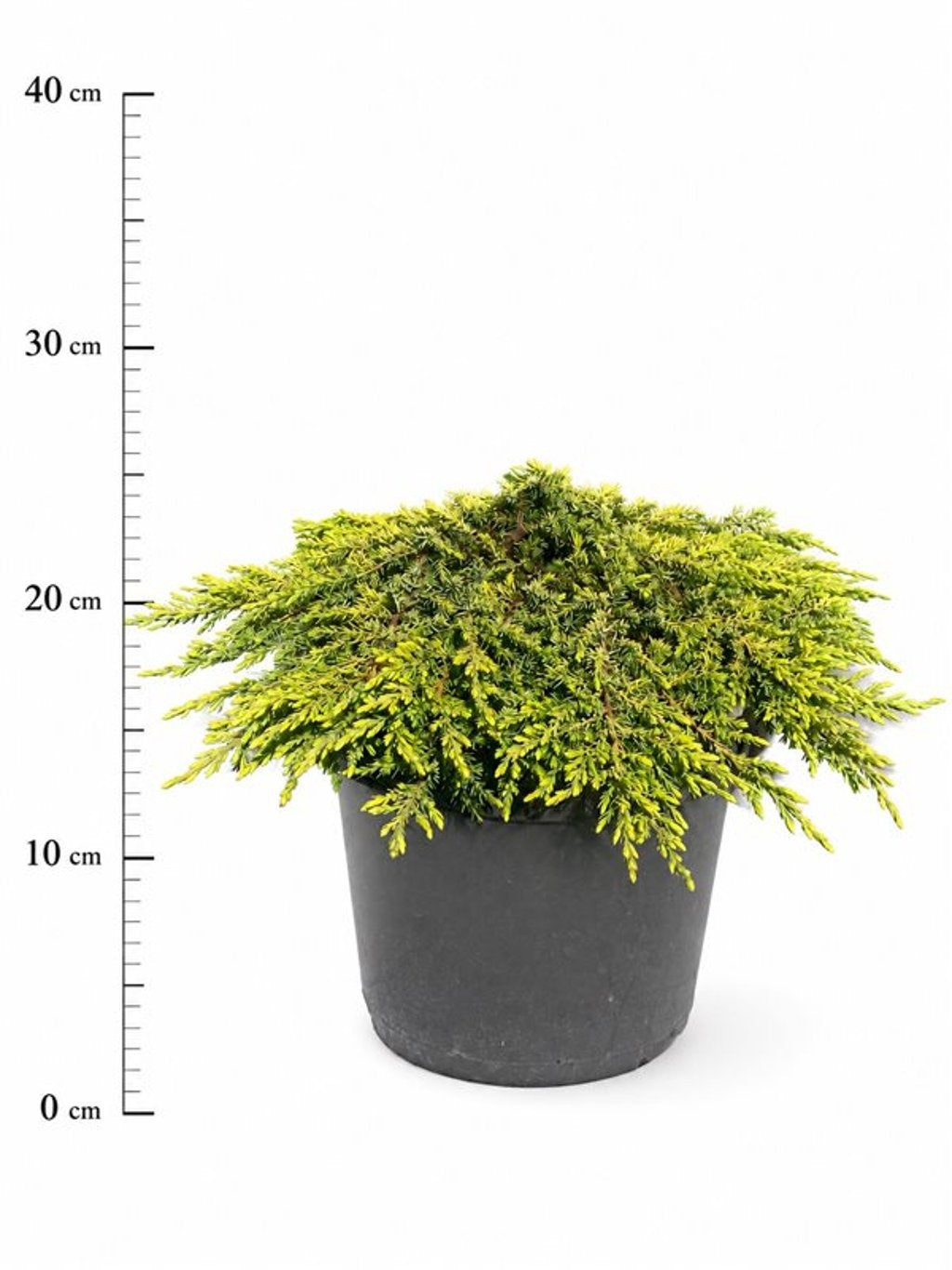 Juniperus communis 25cm 26cm Pot