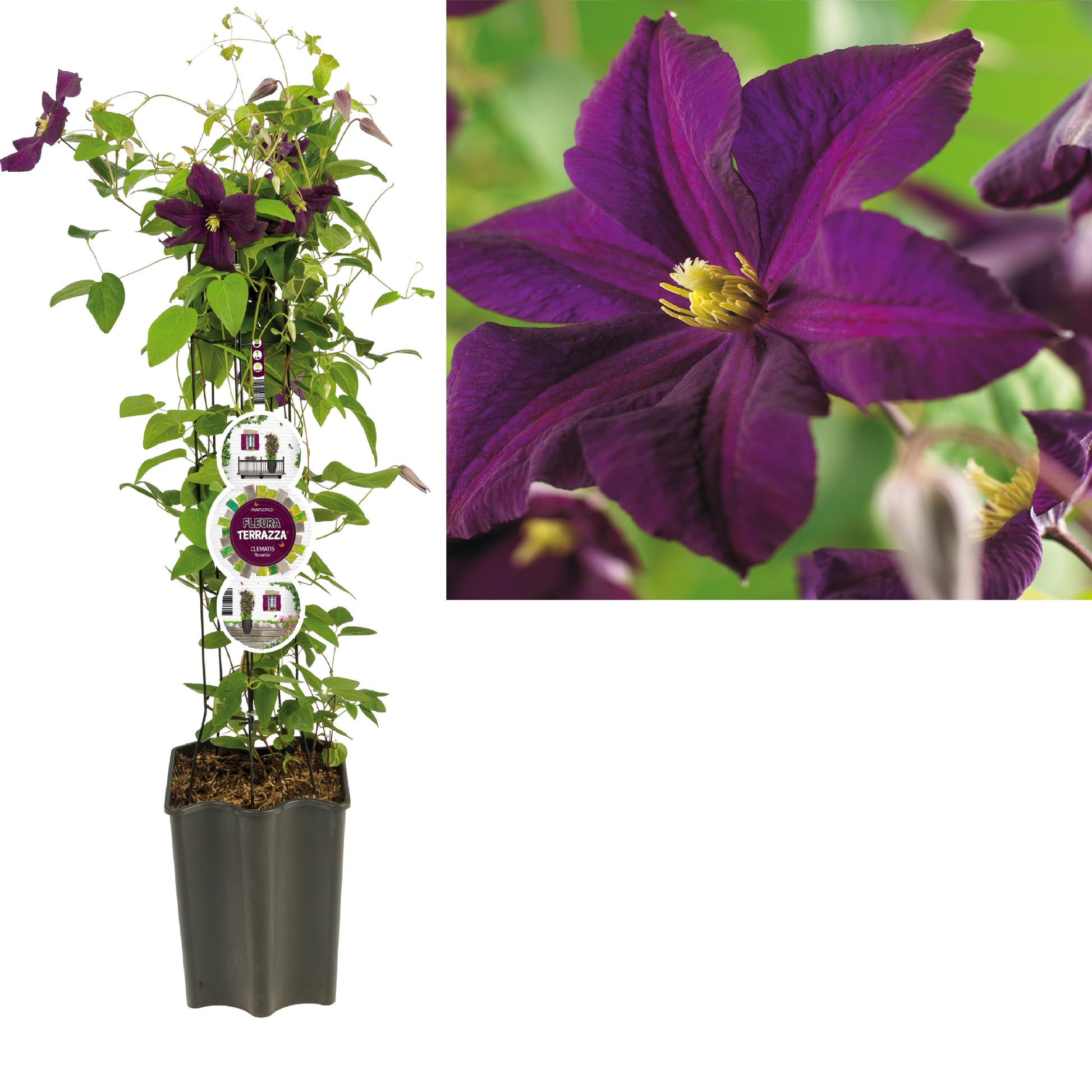 Clematis Romantika 75cm 19cm Pot