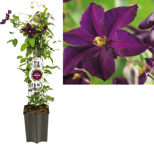 Clematis Romantika 75cm 19cm Pot