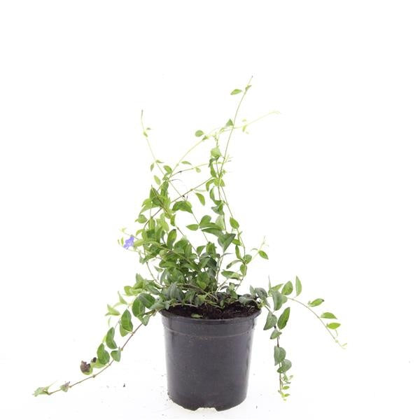 Vinca minor 25cm 14cm Pot