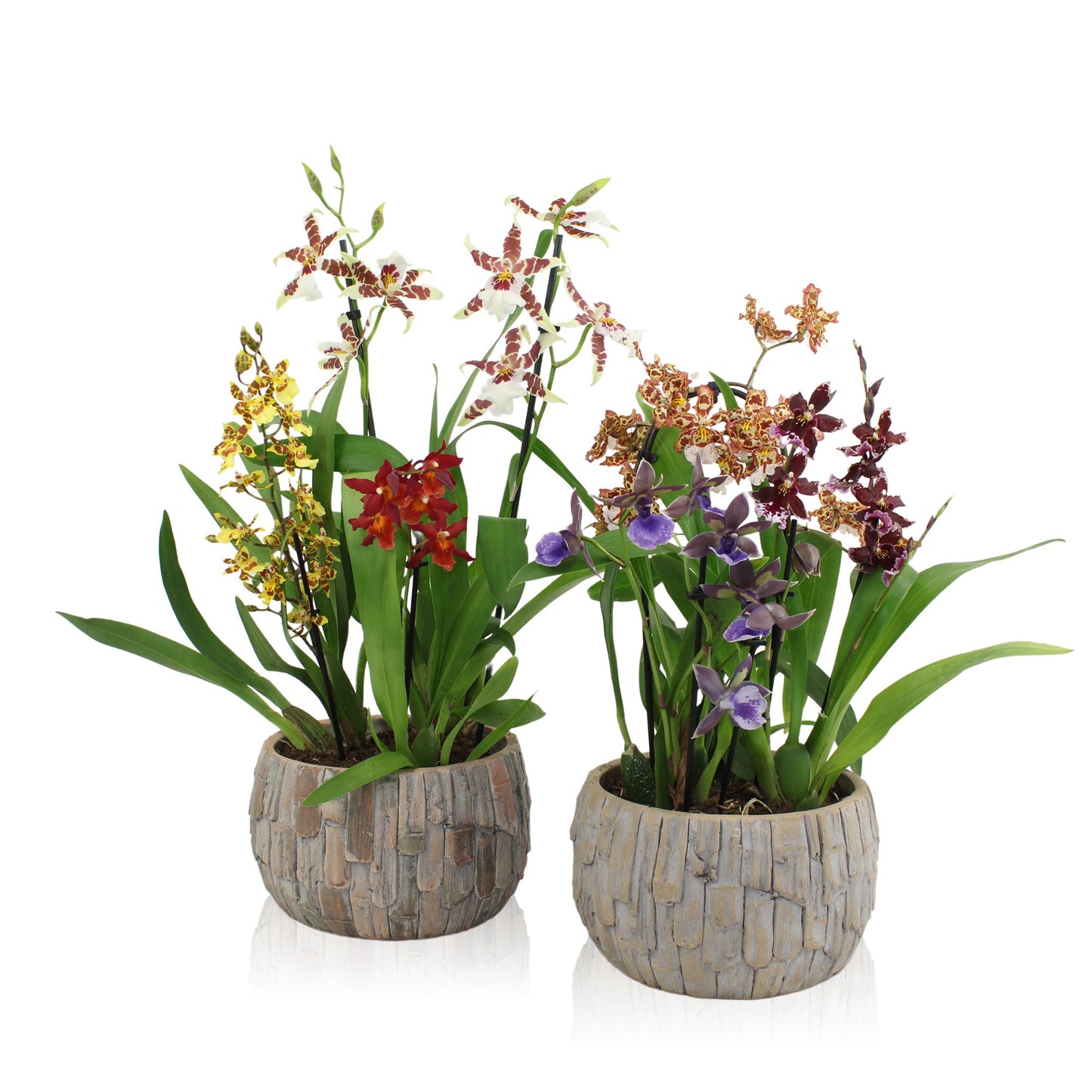 arr. Orchidee 40cm 22cm Pot
