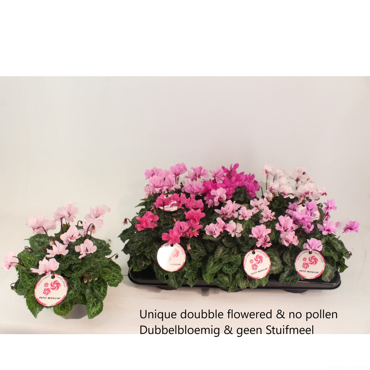 Cyclamen Petit Moulin 27cm 13cm Pot