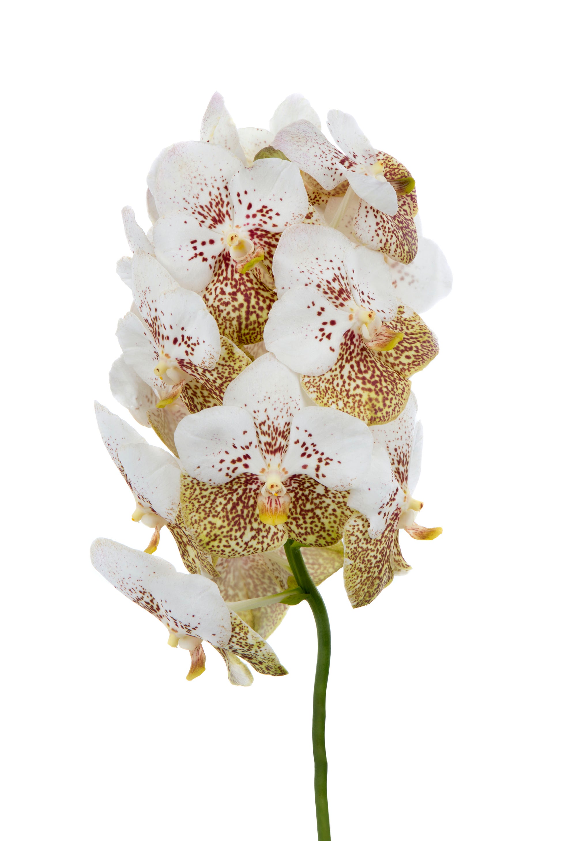 Vanda Yellow Beauty