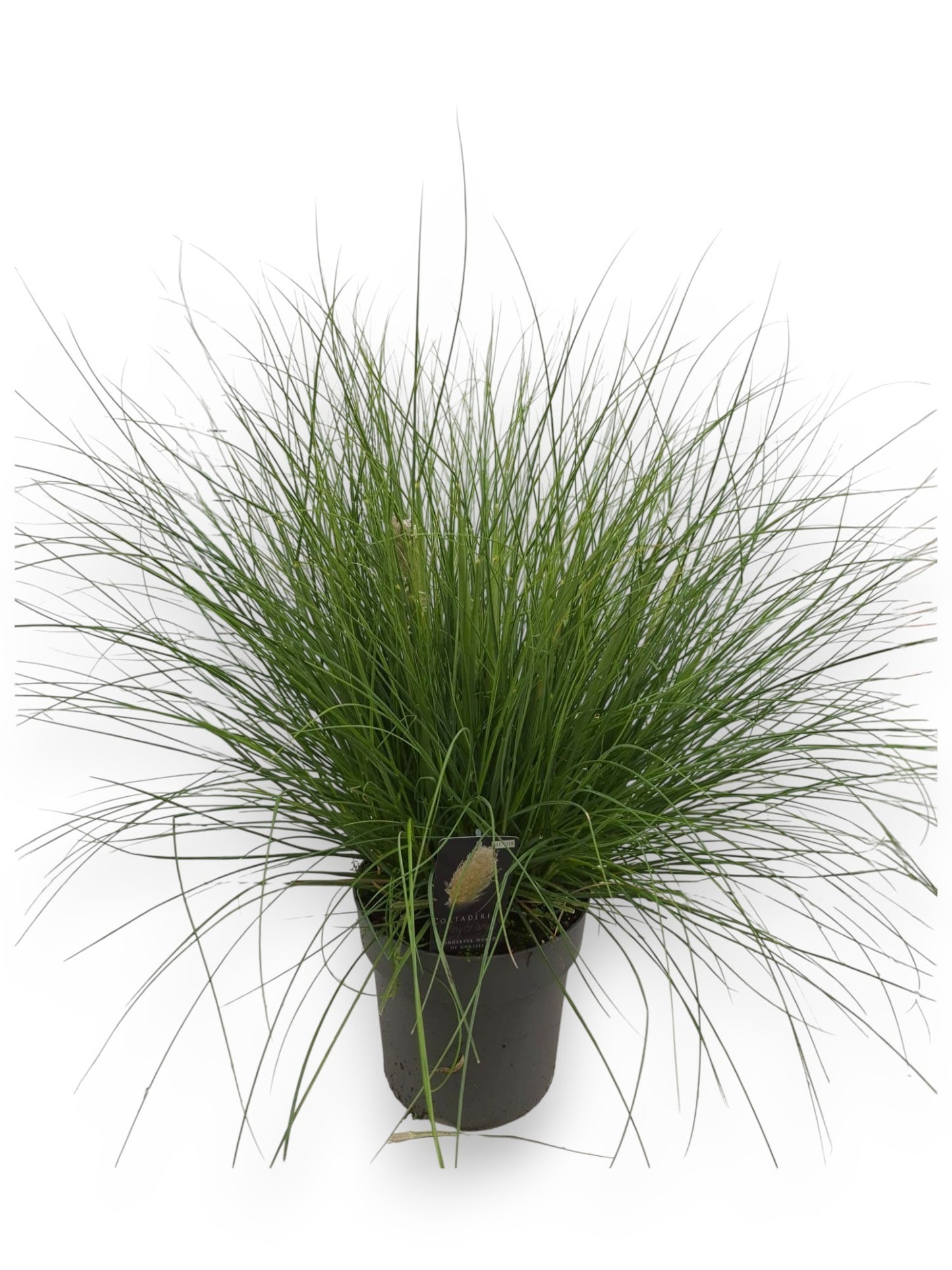 Cortaderia sel. Tiny Pampa 80cm 27cm Pot