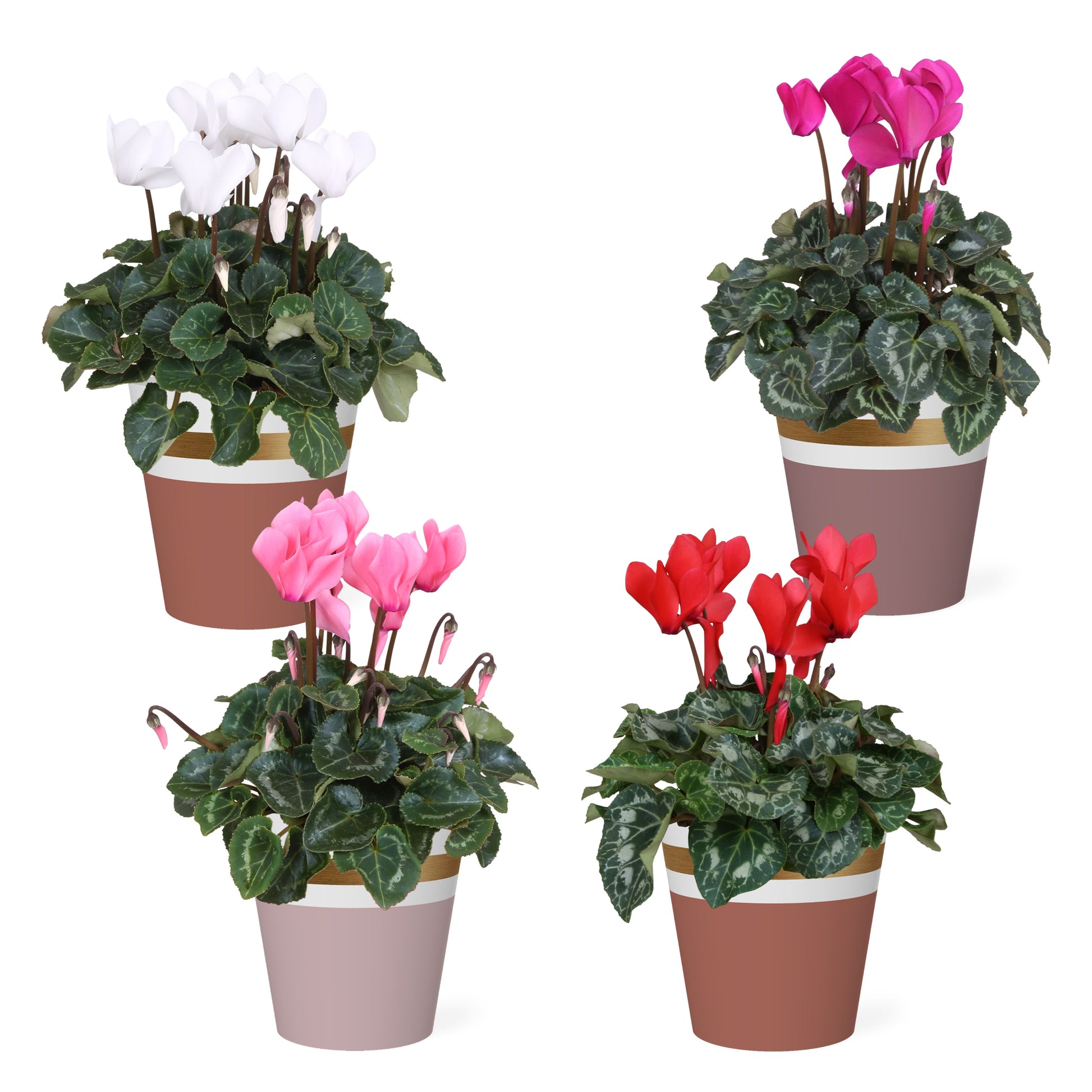 Cyclamen Allure mix 30cm 12cm Pot