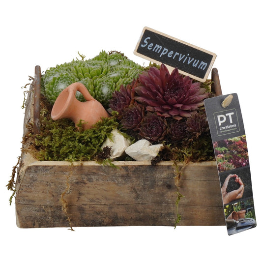 arr. Sempervivum 12cm 18cm Pot