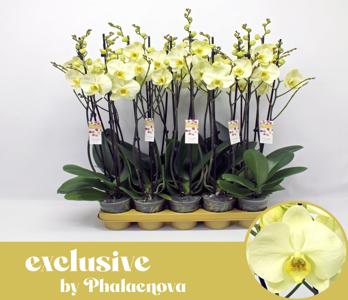 Phalaenopsis yellow 60cm 12cm Pot