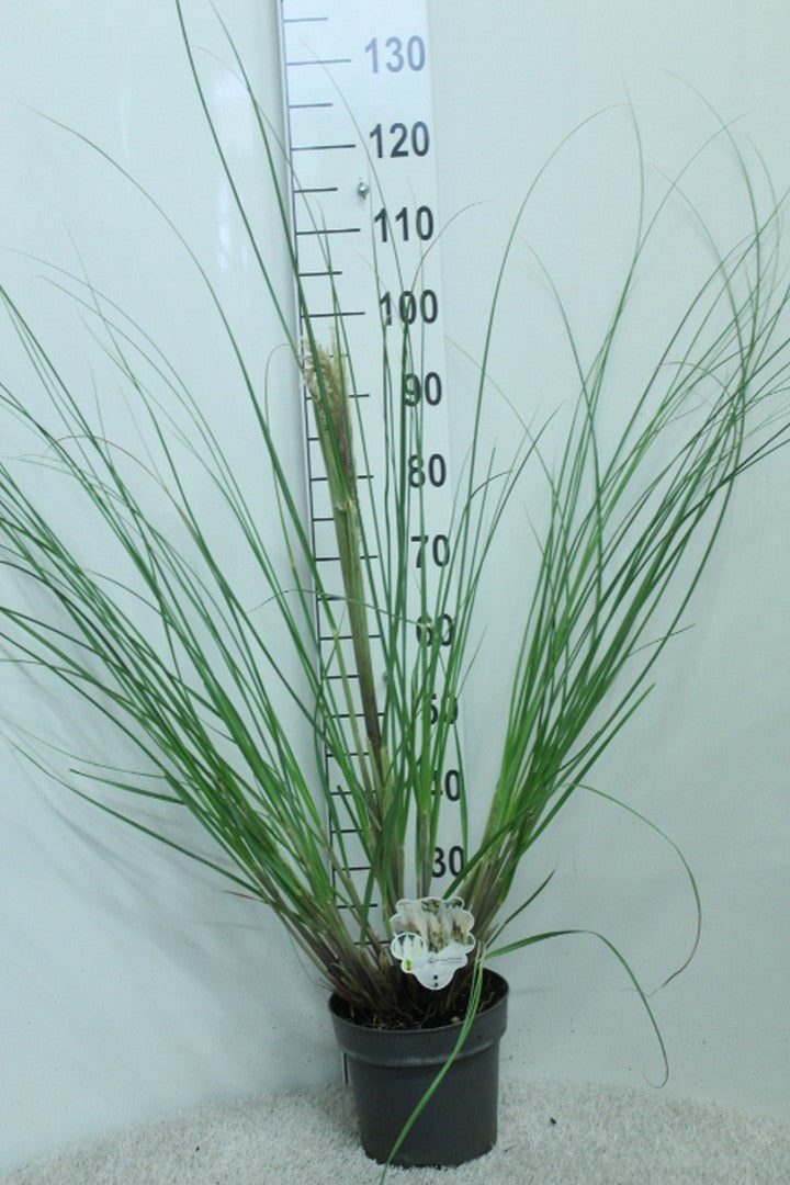 Cortaderia sellona Pumila 130cm 23cm Pot