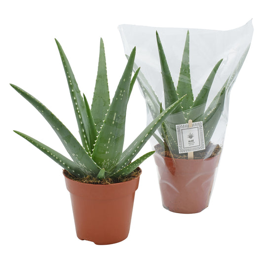 Aloe Mistral 27cm 12cm Pot