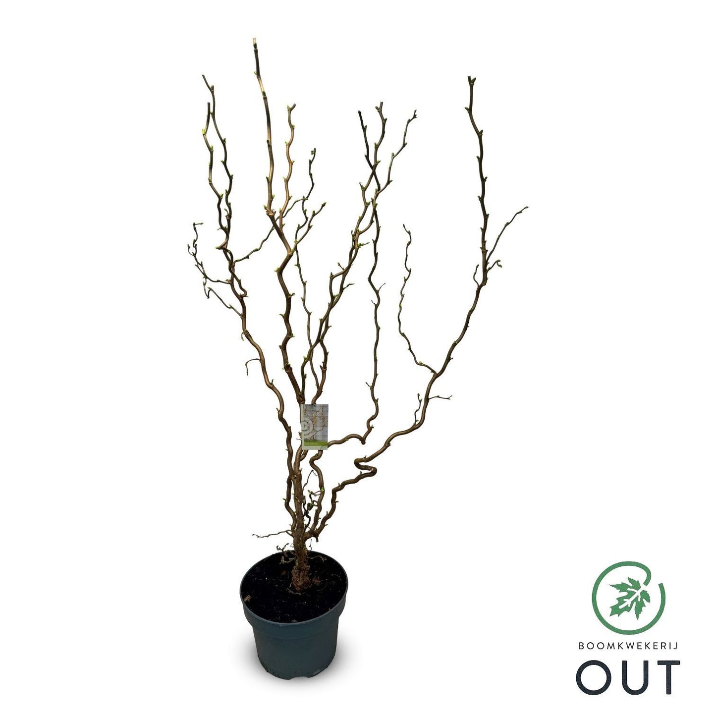 Corylus avellana 80cm 23cm Pot