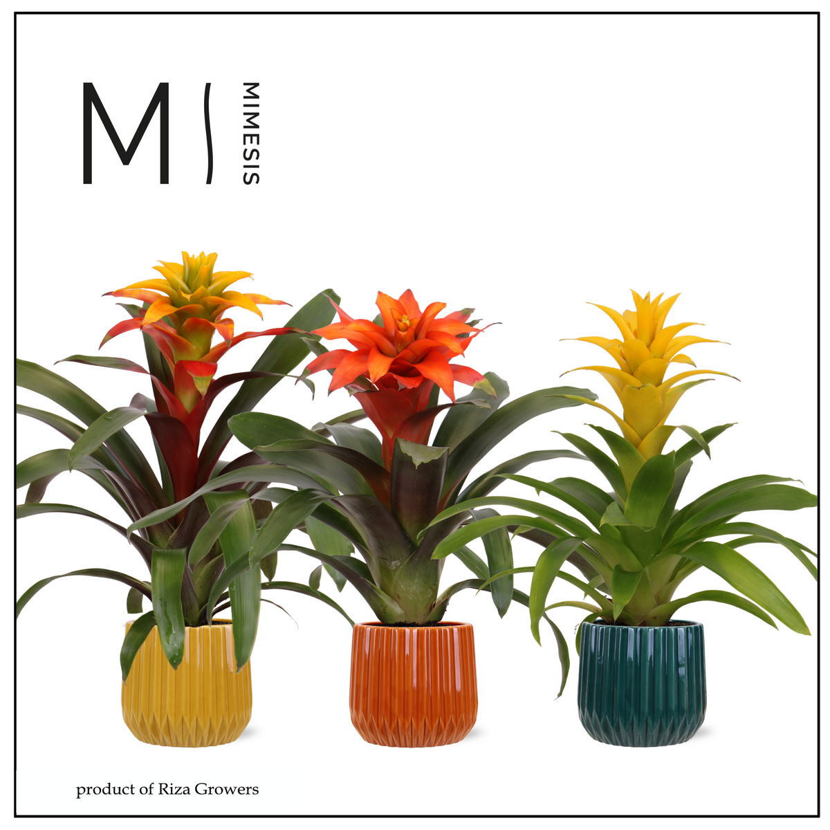 Guzmania mix 45cm 12cm Pot