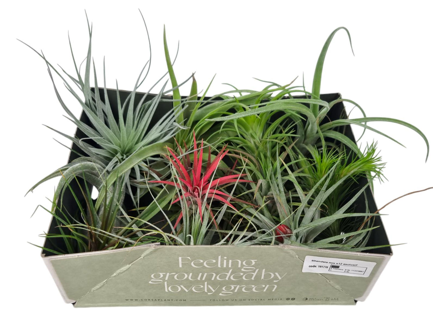 Tillandsia mix 13cm 8cm Pot