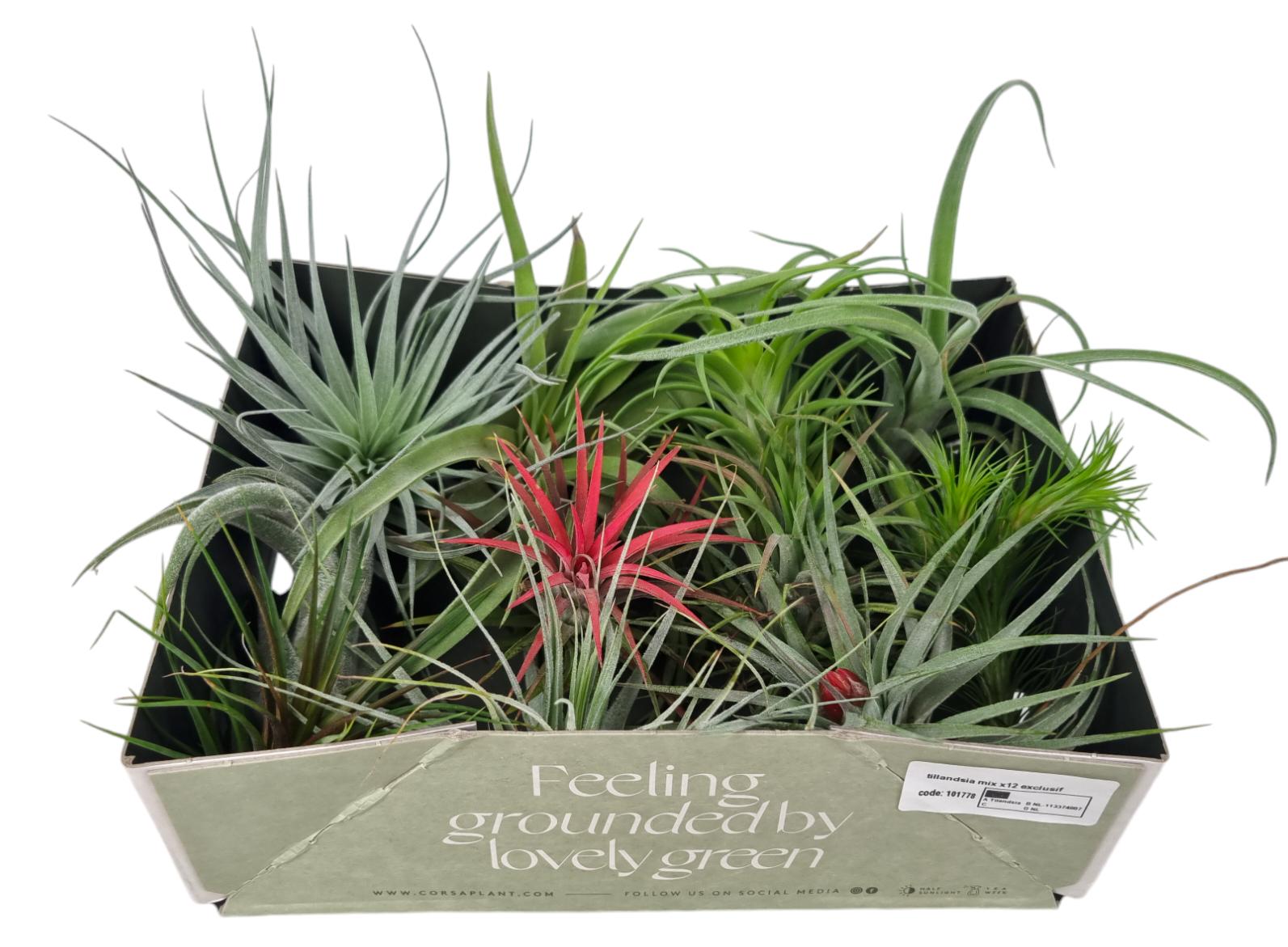 Tillandsia mix 13cm 8cm Pot