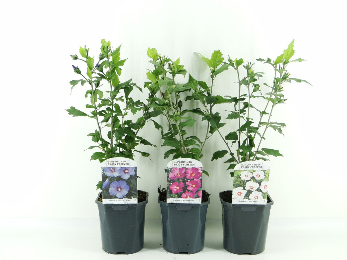 Hibiscus syriacus mix 35cm 17cm Pot