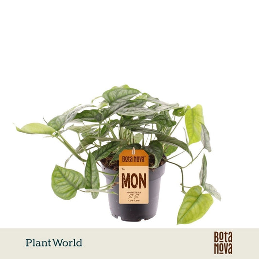 Plantworld Jogrow Monstera siltepecana Pack of 6