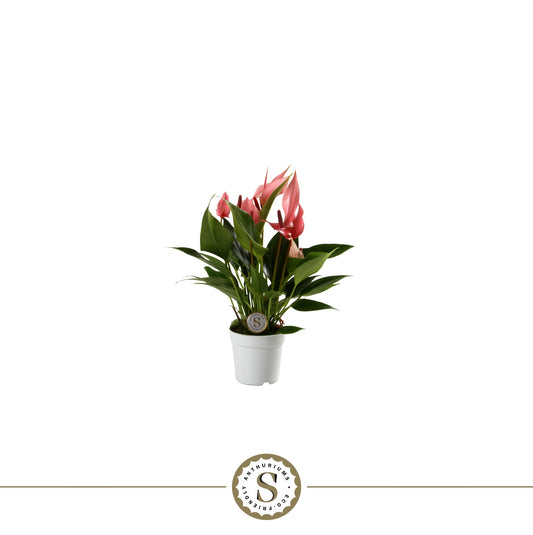 Anthurium Lilli 25cm 7cm Pot