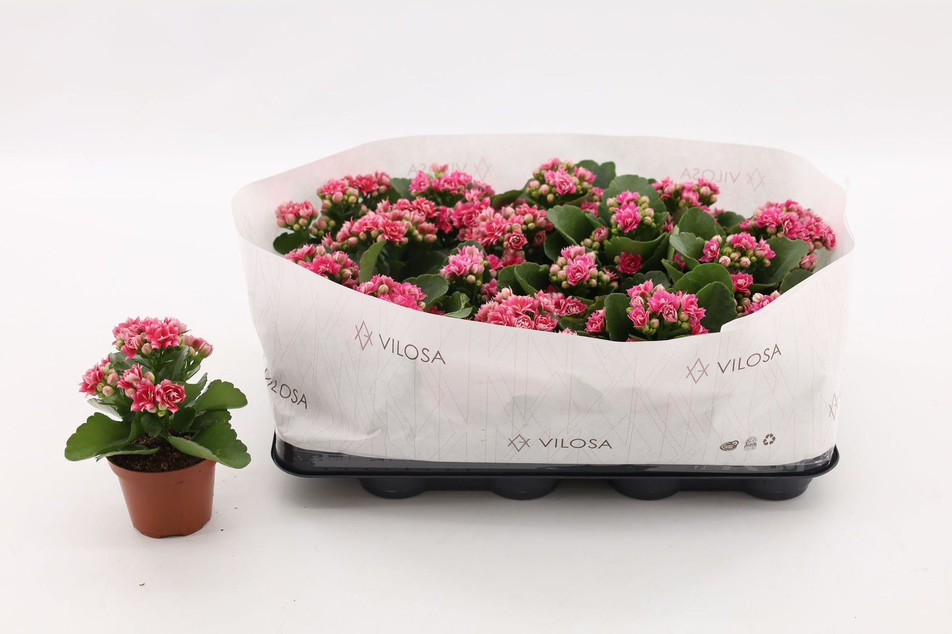 Vilosa Kalanchoe Weaver Bicolor Pack of 16