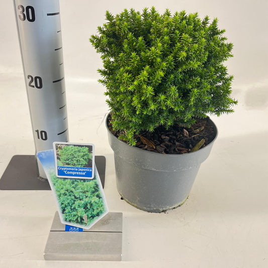 Cryptomeria jap. Compressa 35cm 19cm Pot